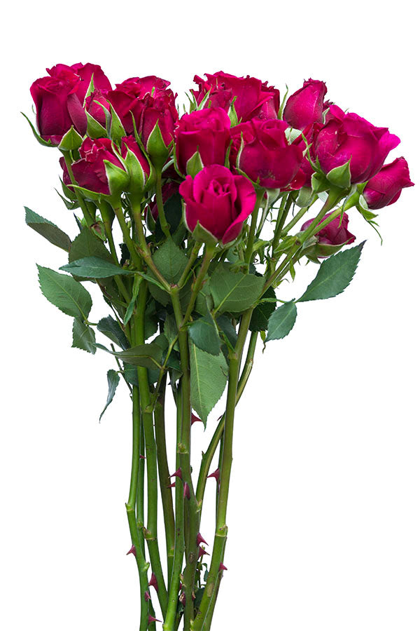Hot Pink Spray roses