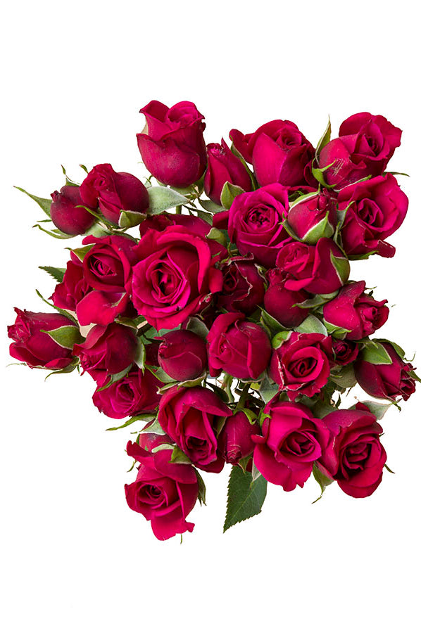 Hot Pink Spray roses