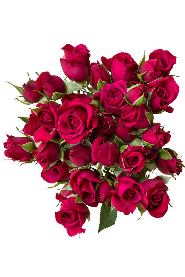 Hot Pink Spray roses