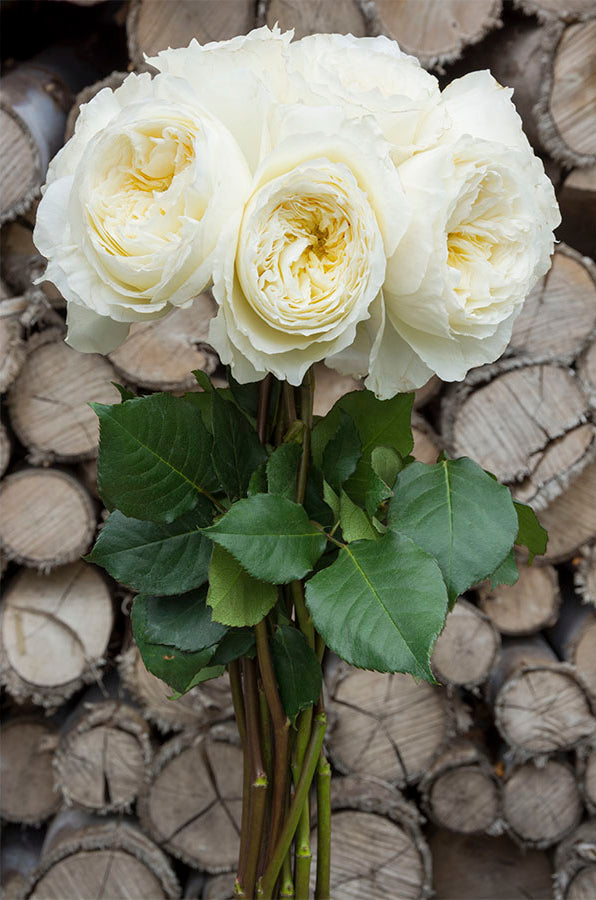 Patience Beige Garden Rose | David Austin