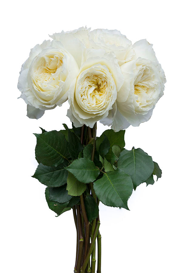Patience Beige Garden Rose | David Austin