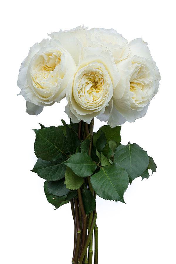 Patience Beige Garden Rose | David Austin