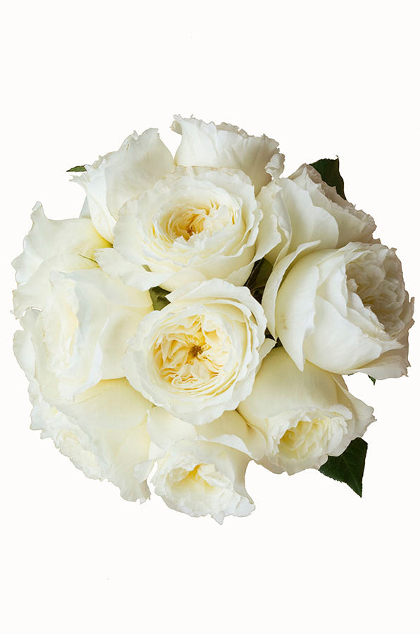 Patience Beige Garden Rose | David Austin