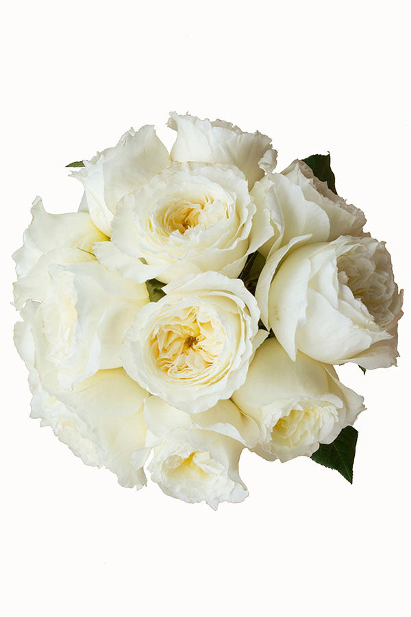 Patience Beige Garden Rose | David Austin