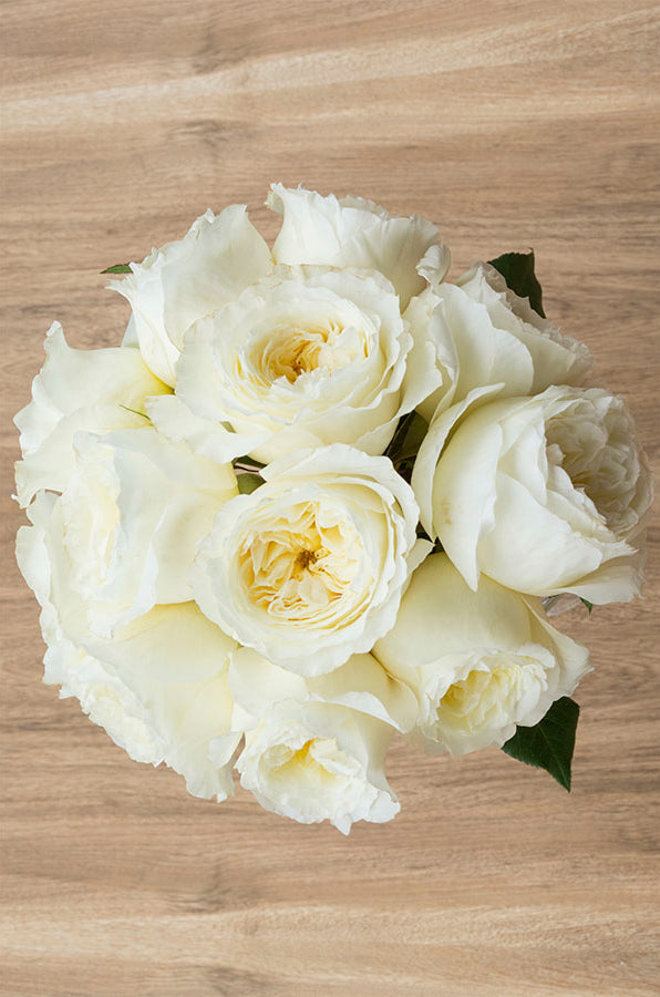 Patience Beige Garden Rose | David Austin