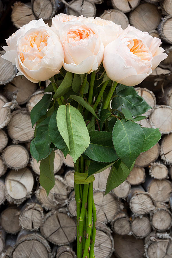Juliet Peach Garden Rose | David Austin