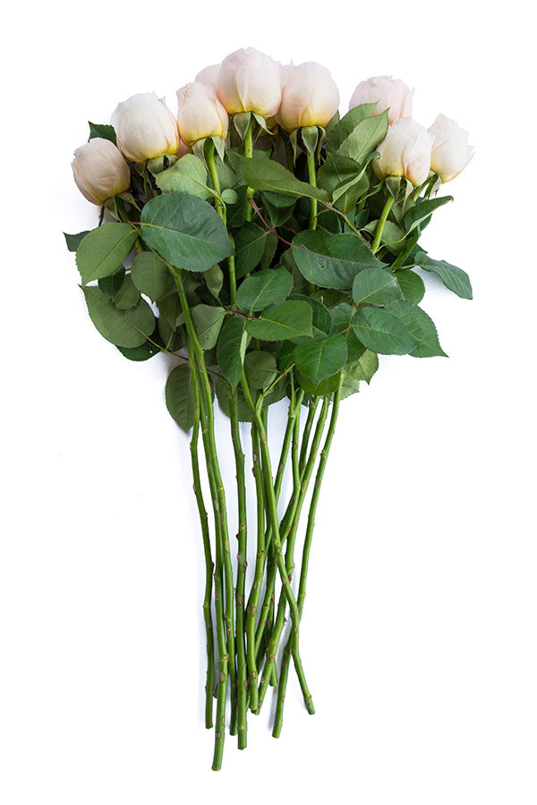 Juliet Peach Garden Rose | David Austin