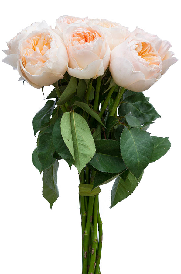 Juliet Peach Garden Rose | David Austin