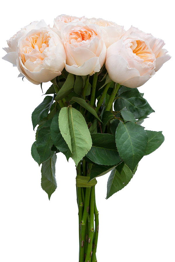 Juliet Peach Garden Rose | David Austin