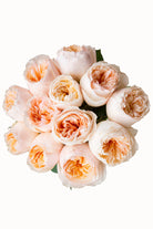 Juliet Peach Garden Rose | David Austin