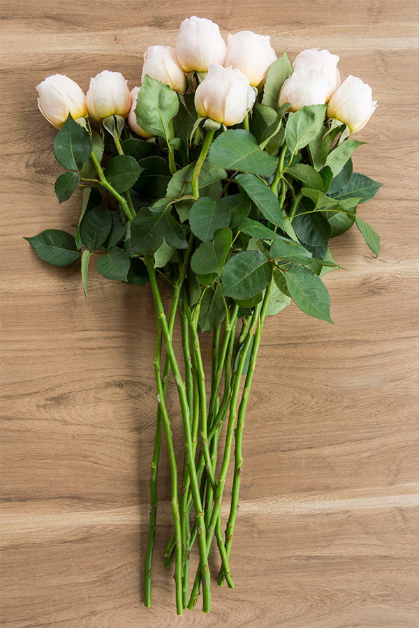 Juliet Peach Garden Rose | David Austin