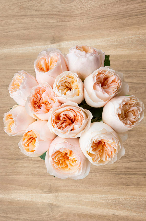 Juliet Peach Garden Rose | David Austin