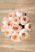 Juliet Peach Garden Rose | David Austin