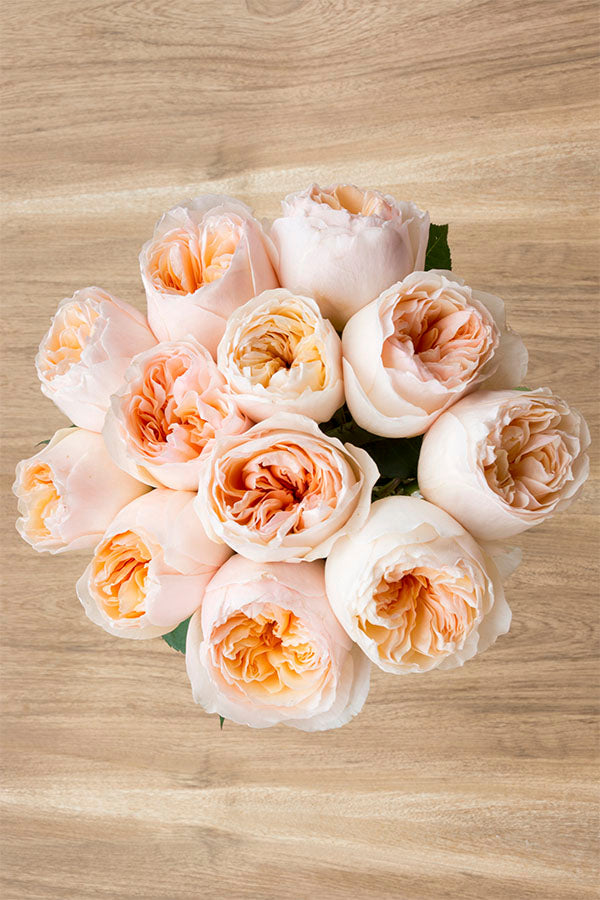Juliet Peach Garden Rose | David Austin