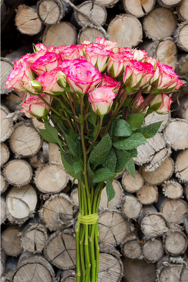 Hot Pink & Cream Spray Roses