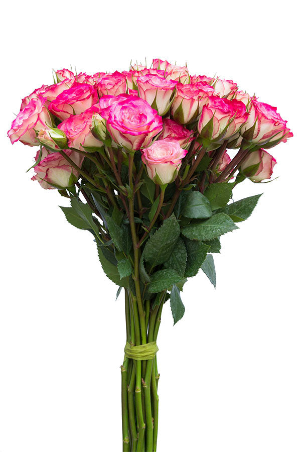 Hot Pink & Cream Spray Roses