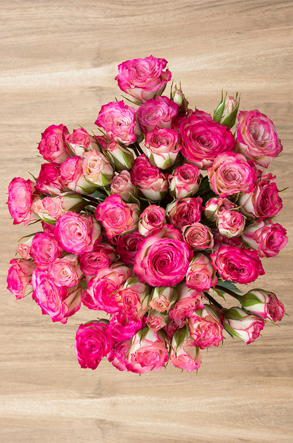 Hot Pink & Cream Spray Roses