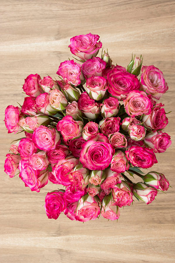 Hot Pink & Cream Spray Roses