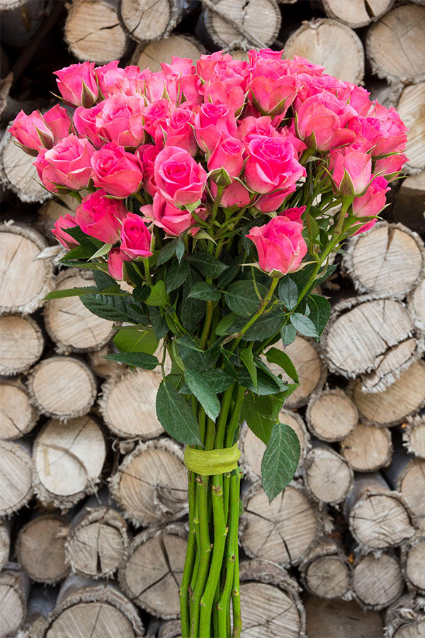 Hot Pink Spray roses