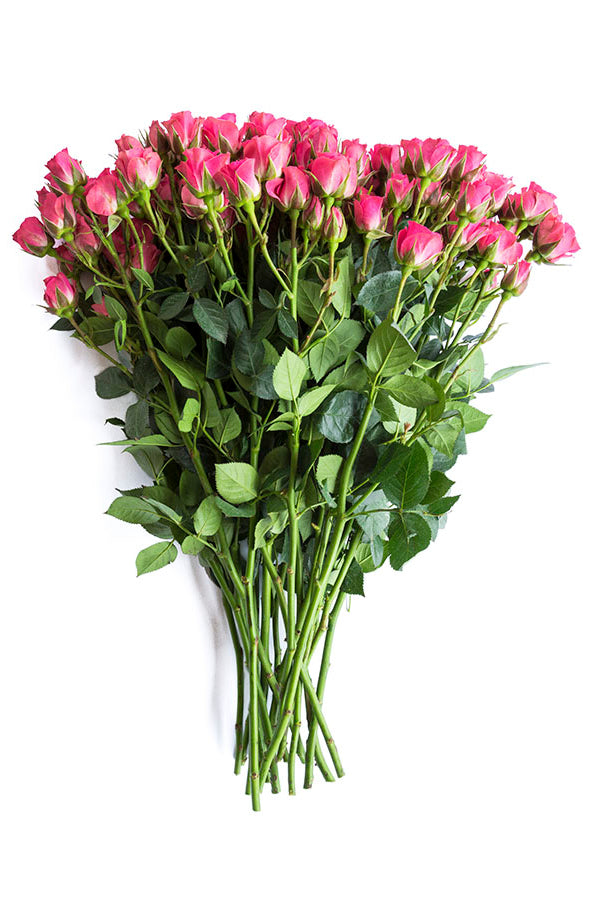 Hot Pink Spray roses