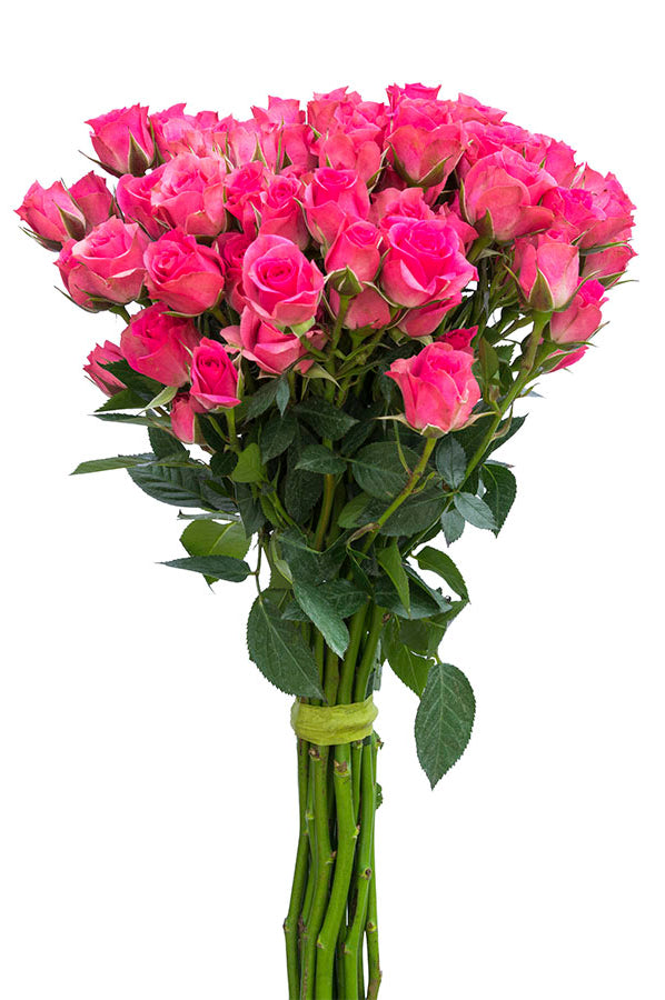 Hot Pink Spray roses