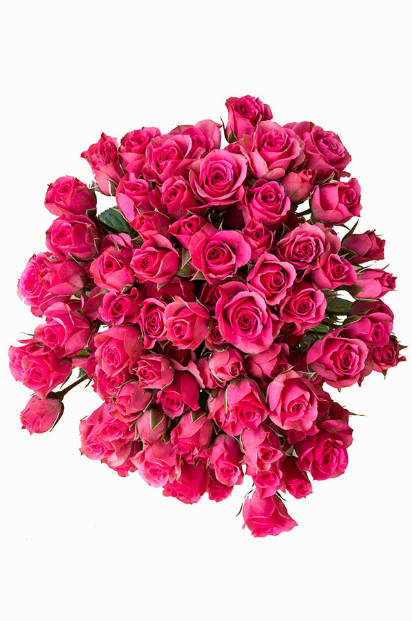 Hot Pink Spray roses