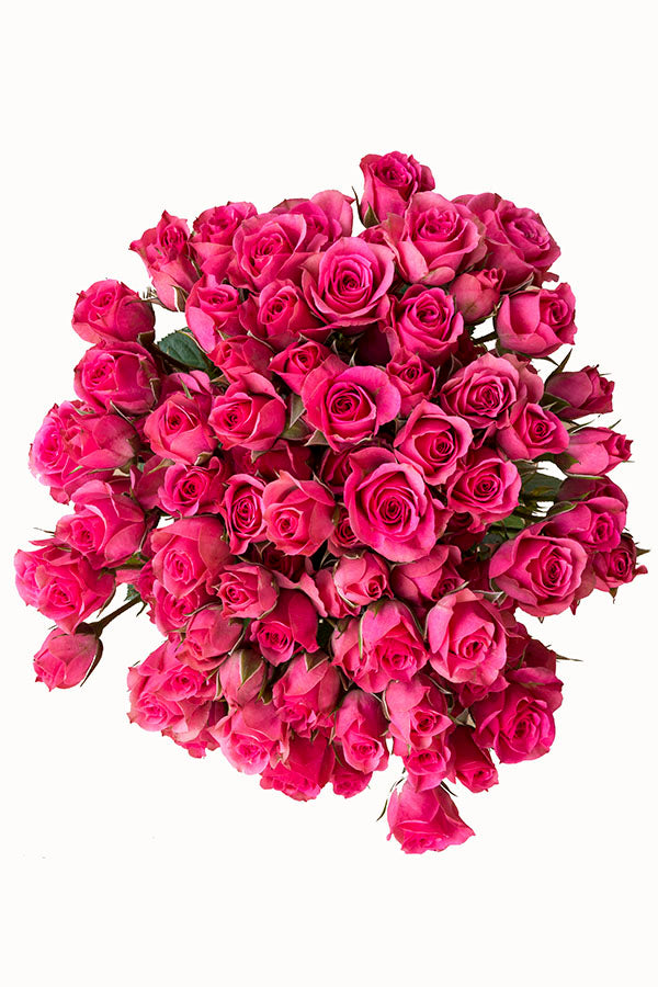 Hot Pink Spray roses