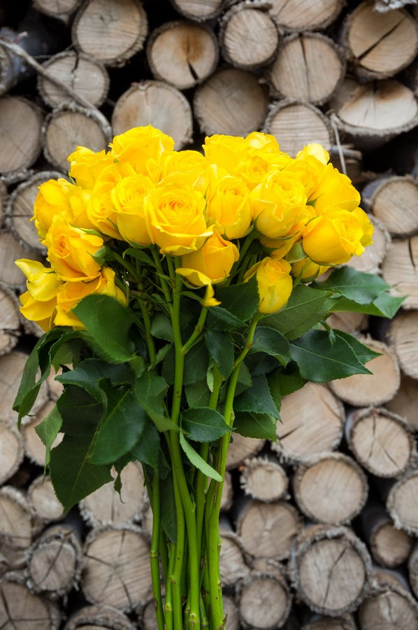Yellow Spray Roses - flowerexplosion.com