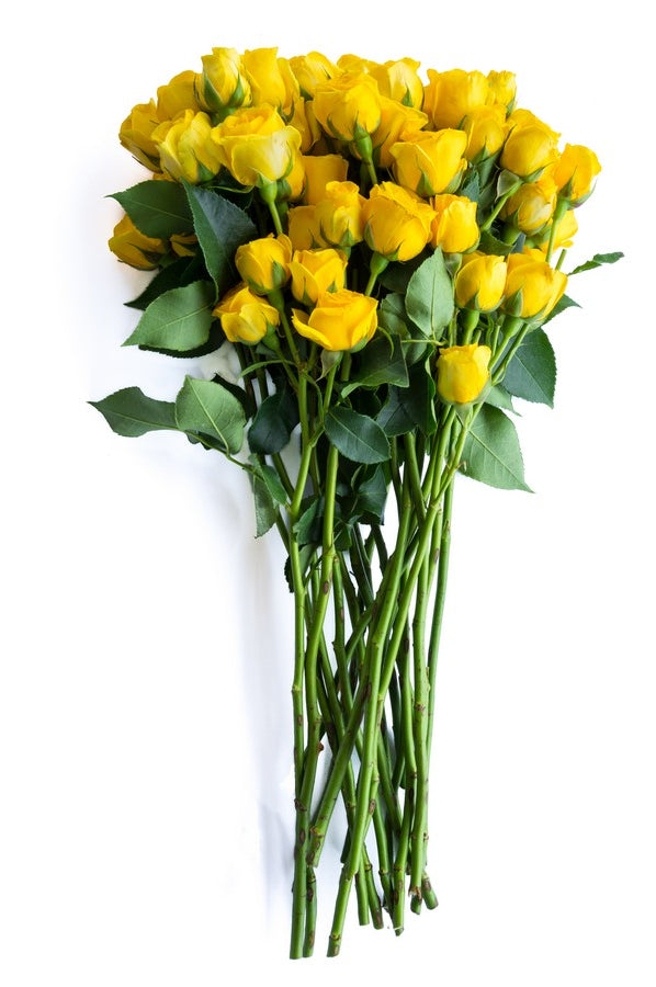 Yellow Spray Roses - flowerexplosion.com