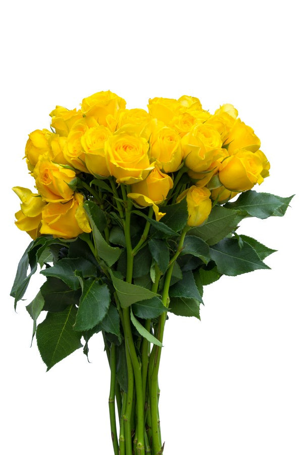 Yellow Spray Roses - flowerexplosion.com