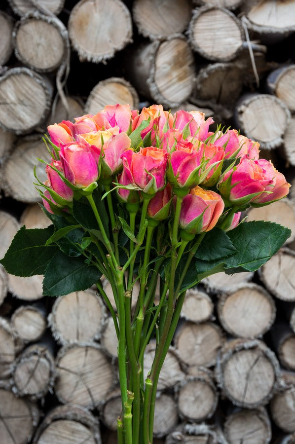 Orange & Peach Spray Roses - Flower Explosion