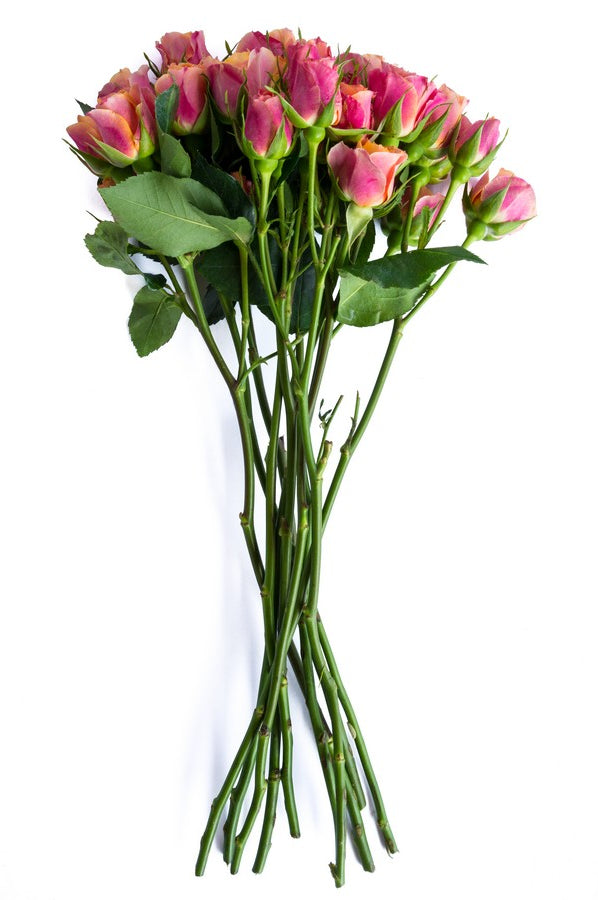 Orange & Peach Spray Roses - Flower Explosion