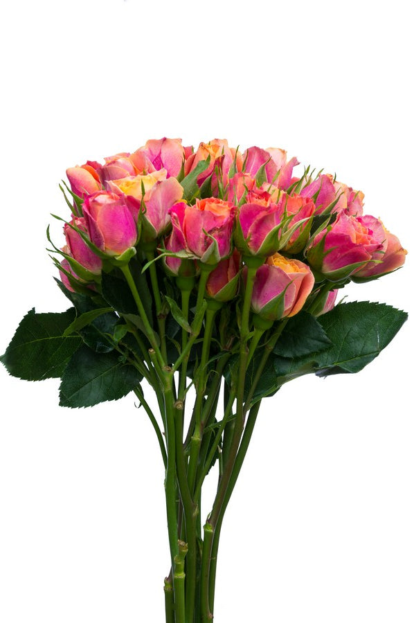 Orange & Peach Spray Roses - Flower Explosion