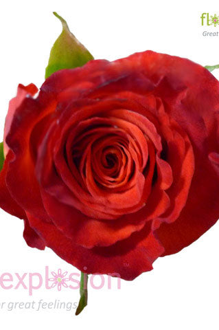 Royal Circus Yellow & Red Rose