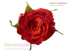 Royal Circus Yellow & Red Rose