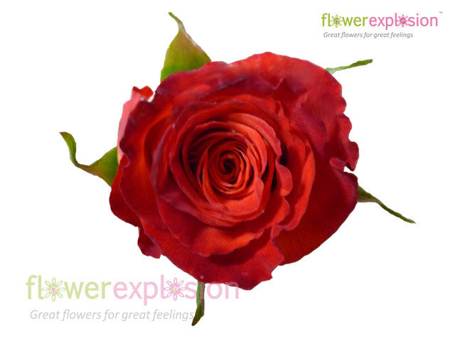 Royal Circus Yellow & Red Rose