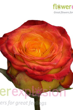 Royal Circus Yellow & Red Rose