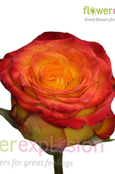 Royal Circus Yellow & Red Rose