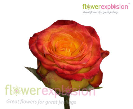Royal Circus Yellow & Red Rose