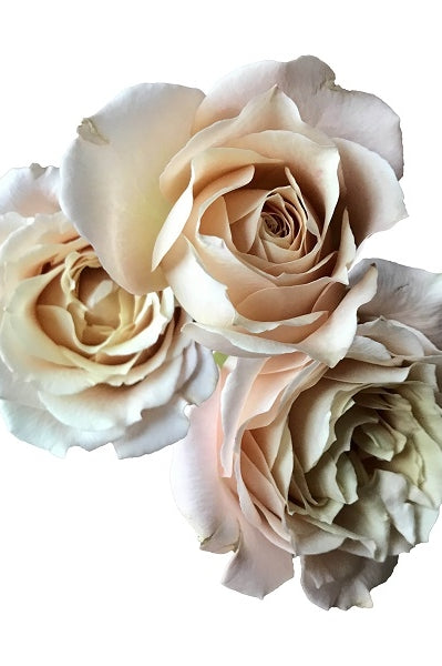 blush peach spray roses