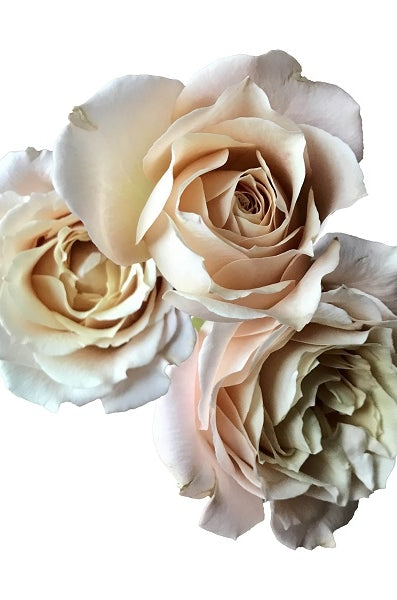 blush peach spray roses