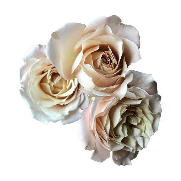 blush peach spray roses