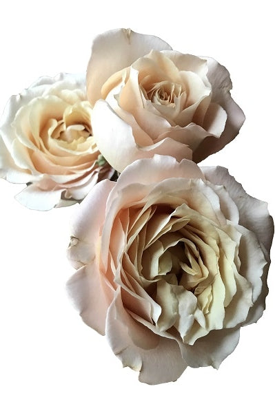 sahara sensation spray roses