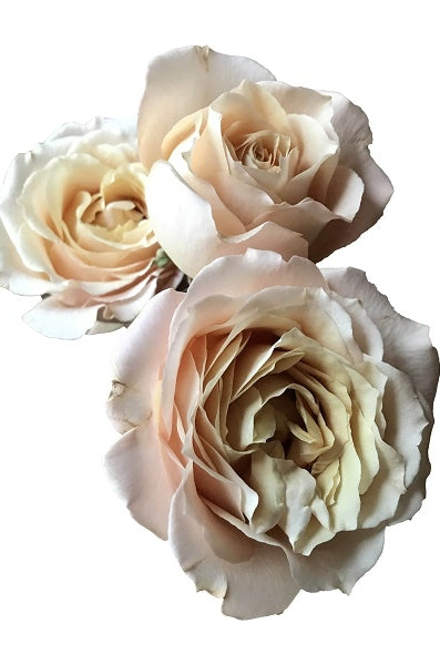sahara sensation spray roses