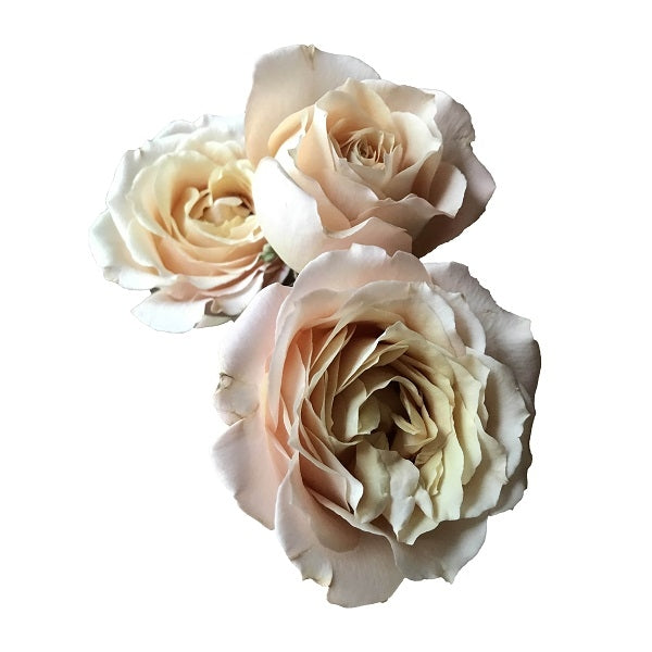 sahara sensation spray roses