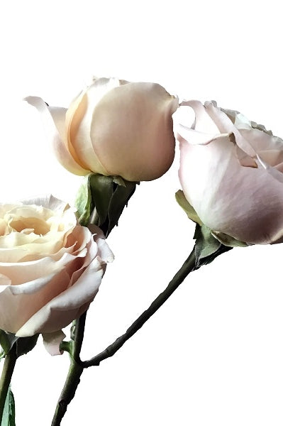 sahara sensation roses