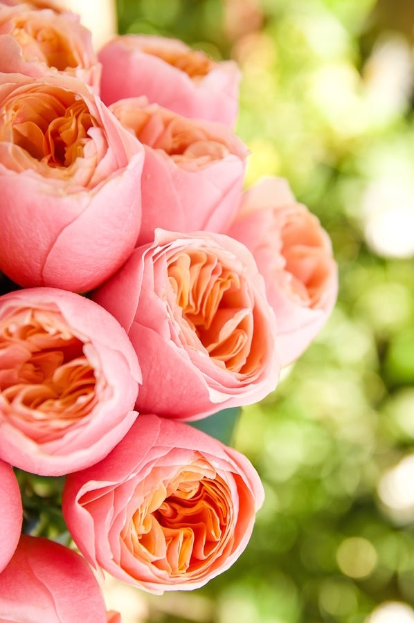 Salmon Garden Roses