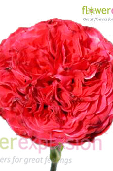 Samarcanda Red Garden Rose