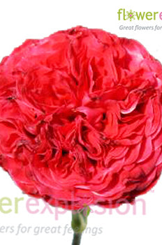 Samarcanda Red Garden Rose