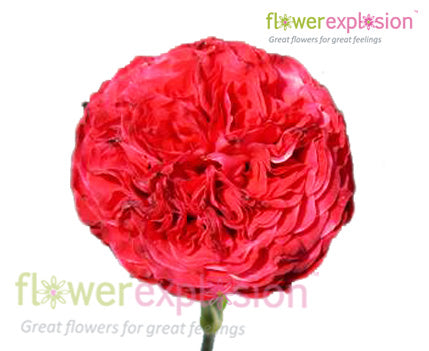 Samarcanda Red Garden Rose